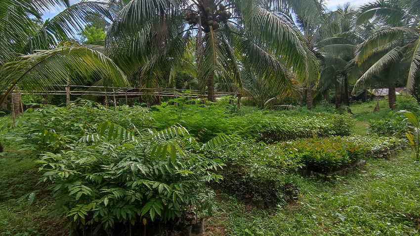 Jac One Tree Planted Asia Update